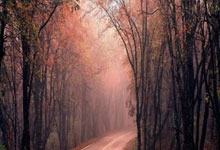 日军南京大屠杀把尸体当桥用